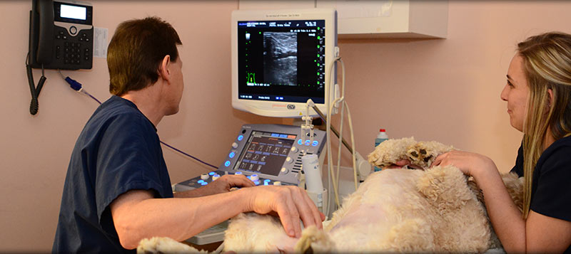 Advanced Veterinary Diagnostic Center in Wilmette IL