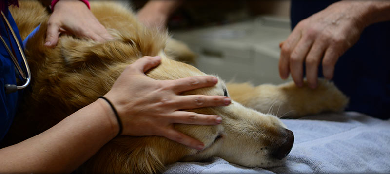 Pet Euthanasia | Christensen Animal Hospital | Vet in Wilmette, IL 60091