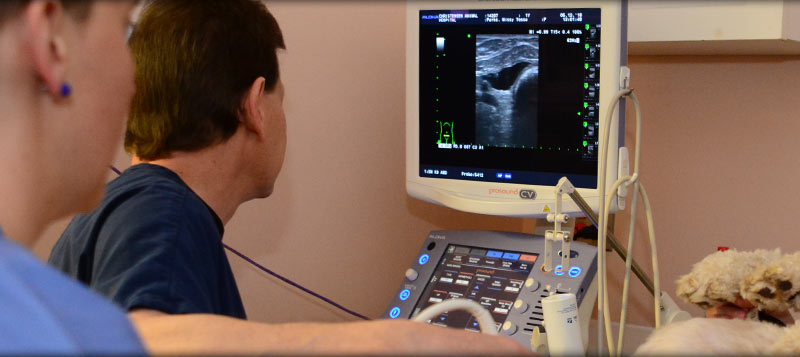 Veterinary ultrasound