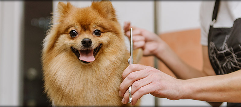 Dog Grooming in Wilmette, IL